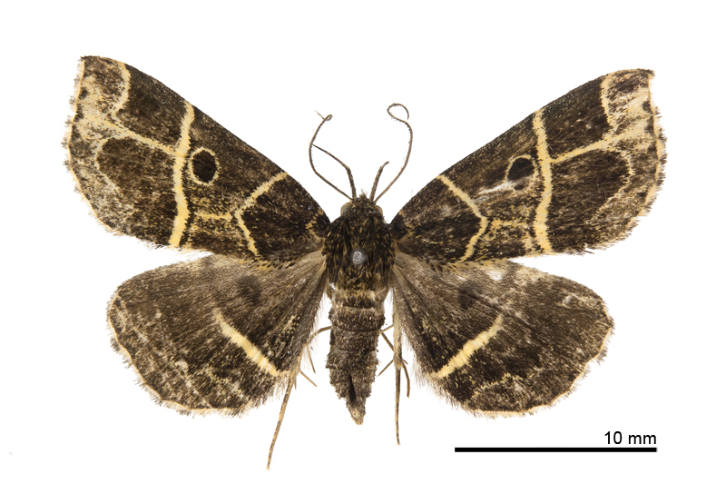 Cidariplura tsoyuanhsiehi Female